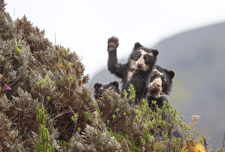 La biodiversidad y los glaciares